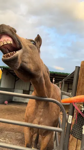 Dammit Bobby, leave the cone alone #funny #animals #viral #horse 