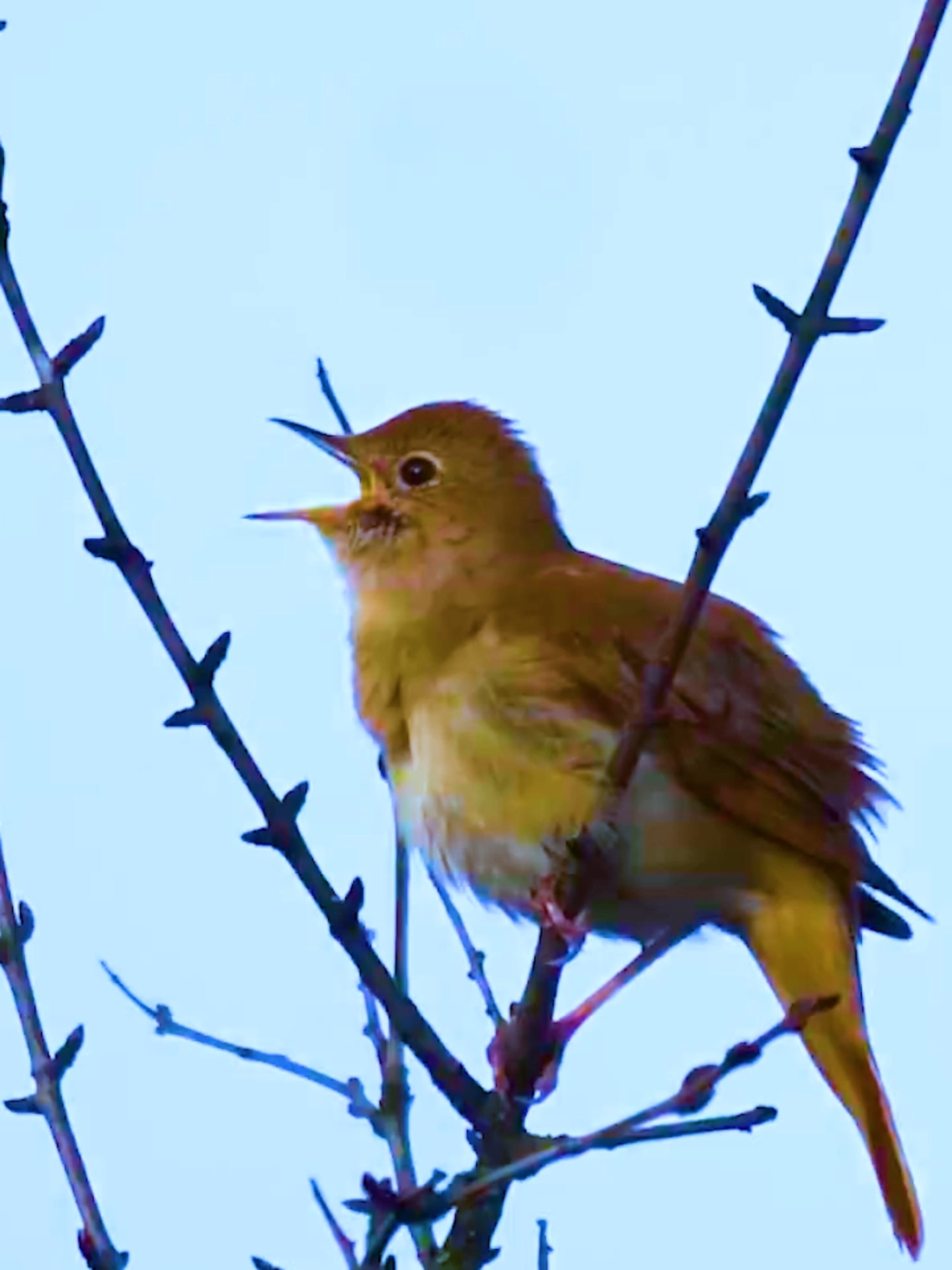 Suara Nyaring Burung Sikatan Londo / Nightingale di Alam Liar #kicaumania #birds #nature #nightingale