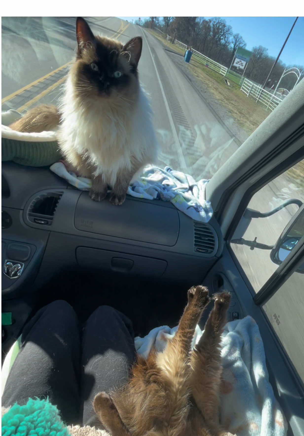 #catsoftiktok 