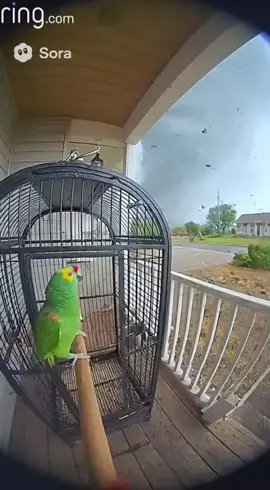 #parrot #ai #tornado #67 #weathertok 