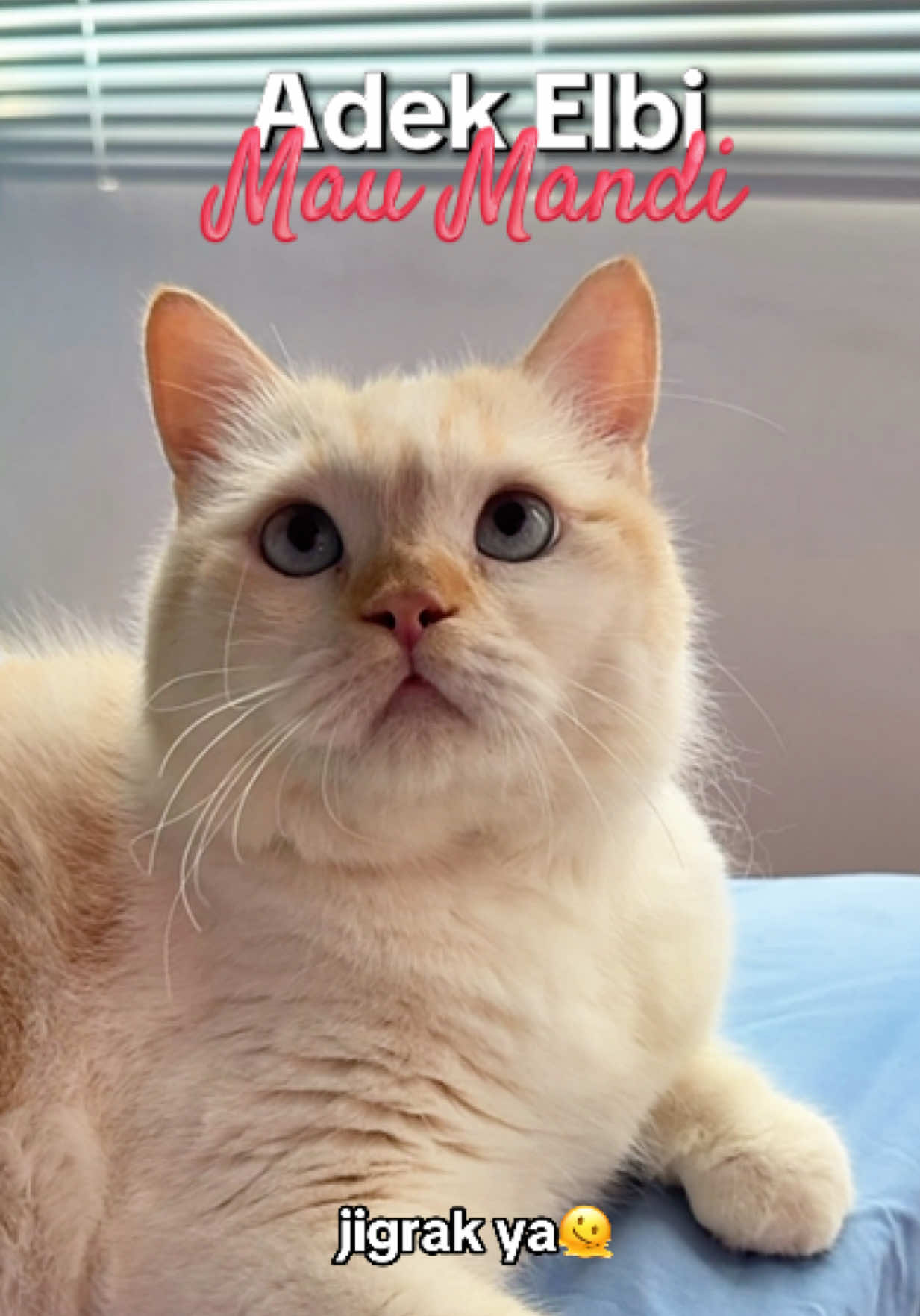 😾: ganggu aja sih orang ADEK lagi asik nonton BLUEY juga