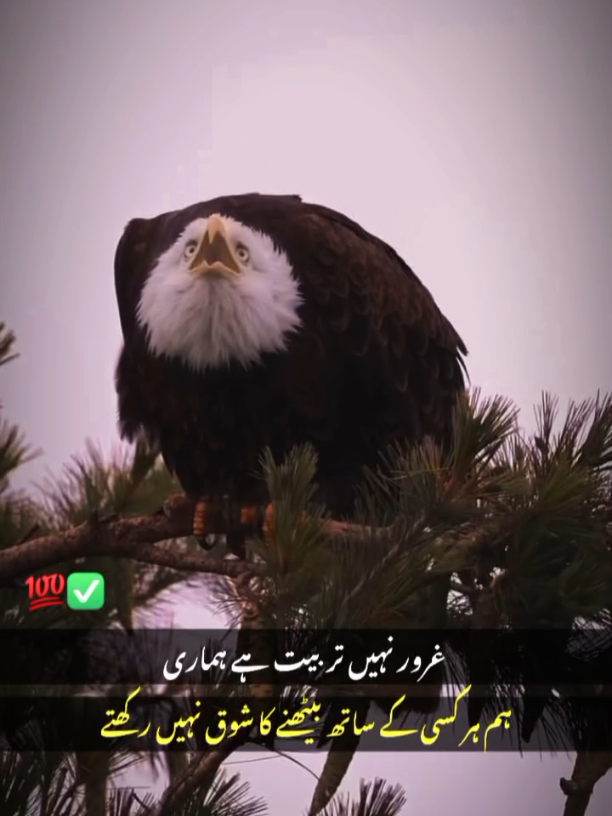 #creatorsearchinsights 😎🦅👑EAGLE 🦅 KING👑 🔥💓✔️🦅💯☝️🌎✅, کسی کے پیروں میں گر کر جینا ہمیں نہیں آتا  رہنا ہے تو ساتھ ساتھ رہو ورنہ اپنی اوقات میں رہو,☝️😎🦅#fyp #viral #CapCut #tiktoksupportme 