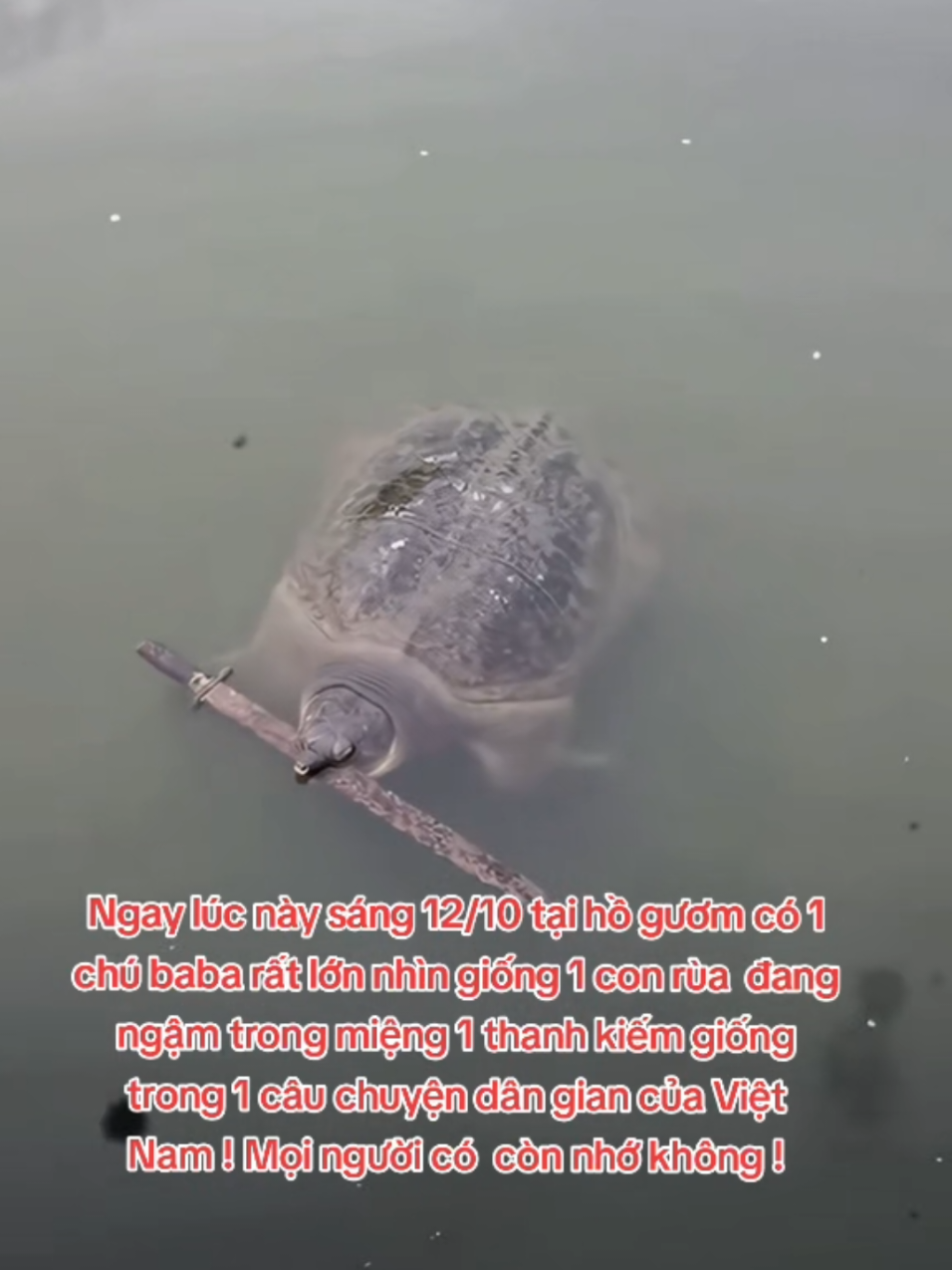 Như trong chuyện cổ tích vậy !#CapCut #viral #tiktok #xuhuong #trending 
