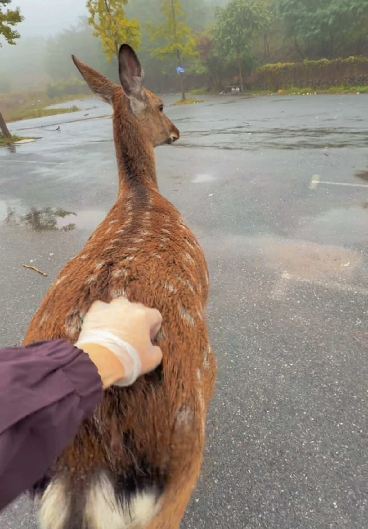 鹿：人类的双手太好用了#animals #sikadeer #wildanimals #cute #deer 