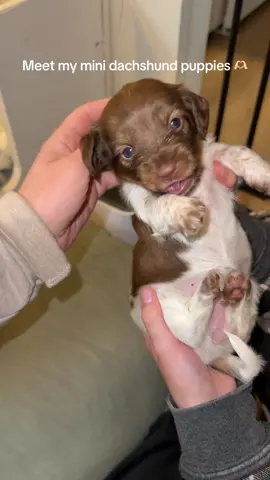 Puppies make life magical 🥰  #minidachshundpuppy #puppylife #dappledachshund #piebalddachshund 