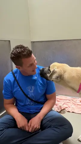 Episode 4: Watch her reaction to being told 'Good Girl' 🥹 #dog #doglove #shelterdog #fyp #adoptdontshop 
