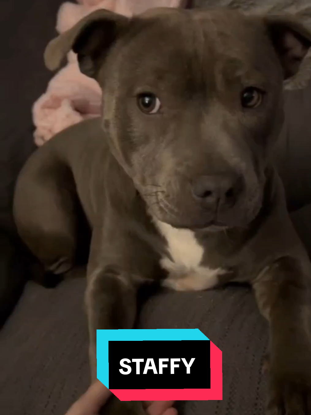 #staffy #staffysoftiktok #staffylove #usa #funnydog #dog #pitbull #pitbullsoftiktok #bull 