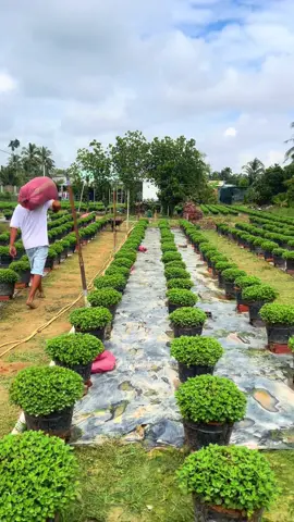 Cùng em vô chân cúc mâm xôi tết 2026 🌸🧧🎇#xuhuong #fyp #cholachbentre🌴 #tet2026 #cucmamxoi 