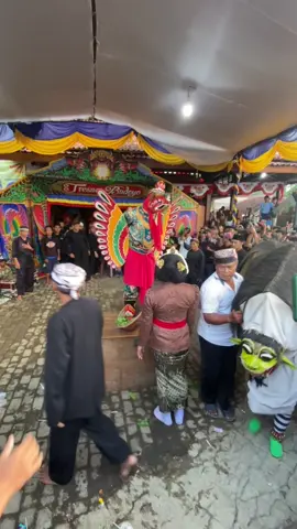macanan barong tresno budoyo kemiren #fyppppppppppppppppppppppp #bwi24jam #tresnobudoyokemirentuwek #fypシ #bwipride 