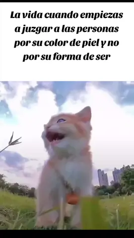 . . . . #cat #consejos #de  #vida #paratii 