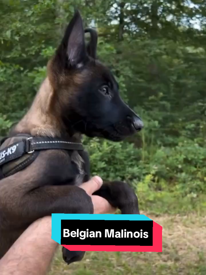 Do you think you can be faster than a Malinois?😅🐶🐾 #malinois #malinoisoftiktok #malinoispuppy #belgianmalinois #dog #petlover #doglovers #funnydog #fyp #usa 
