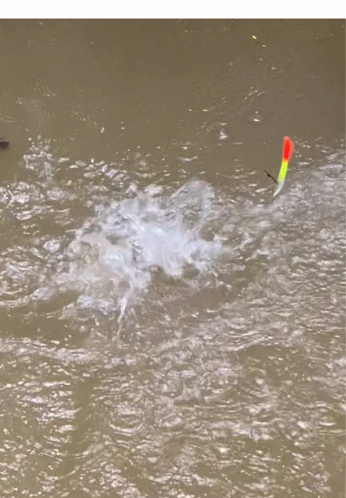 Vừa câu vừa sủa cá nó mới ăn 😂😂#caucarodong #cauca #xh #capcutvelocity #❤️ 