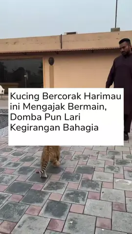 🐅 sini aku cuma mau main jangan takut 🤣😂
