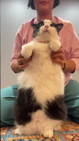 เพลงเลิกฮิตแล้วแต่ต้าวแอนนี้เพิ่งเอามาเต้น#cat#แมว#tranding#เทรนด์วันนี้ 