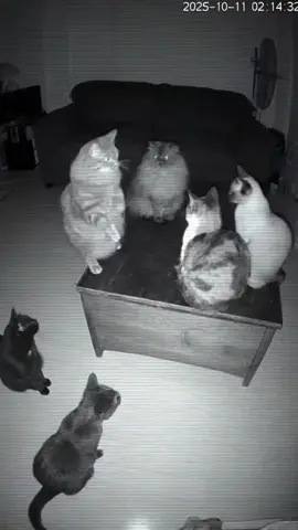 Estoy alucinando estoy alucinando #cat #securitycamera #animal #camaraoculta 