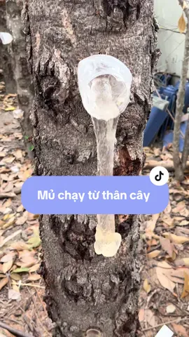 Thu hoạch mủ trôm sạch về để gửi cho máy chị ạ#mutromphanrang#nuocuongmatgan#mutrom#mutromhatchia#nuocthanhnhiet  
