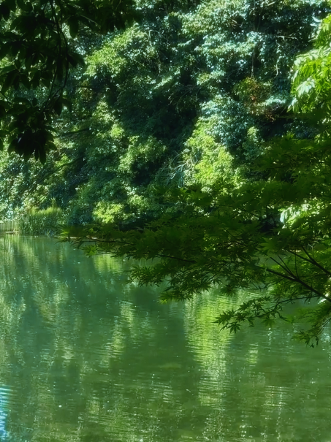 “Hãy để lòng mình như mặt hồ phẳng lặng — không bon chen, không loạn động, chỉ soi chiếu những điều dịu dàng.”#thiennhien #thugian #chualanh #chonbinhyen #binhyen 