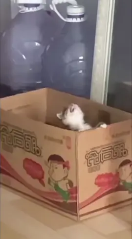 #poquitomas #josejose #lanavedelolvido #cat #minino 