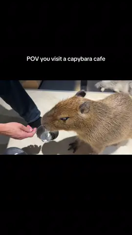 please it was a capybara and cat cafe i was obsessed 🤣🤣