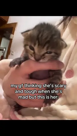 #cat #catsoftiktok #couple #ilovemygf #girlfriend #fyp 