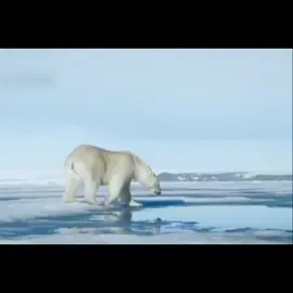 Tiếp tục seri thùng phi 80kg #cavoisatthu #gaubaccuc #xuhuongtiktok #CapCut #haiminhon 