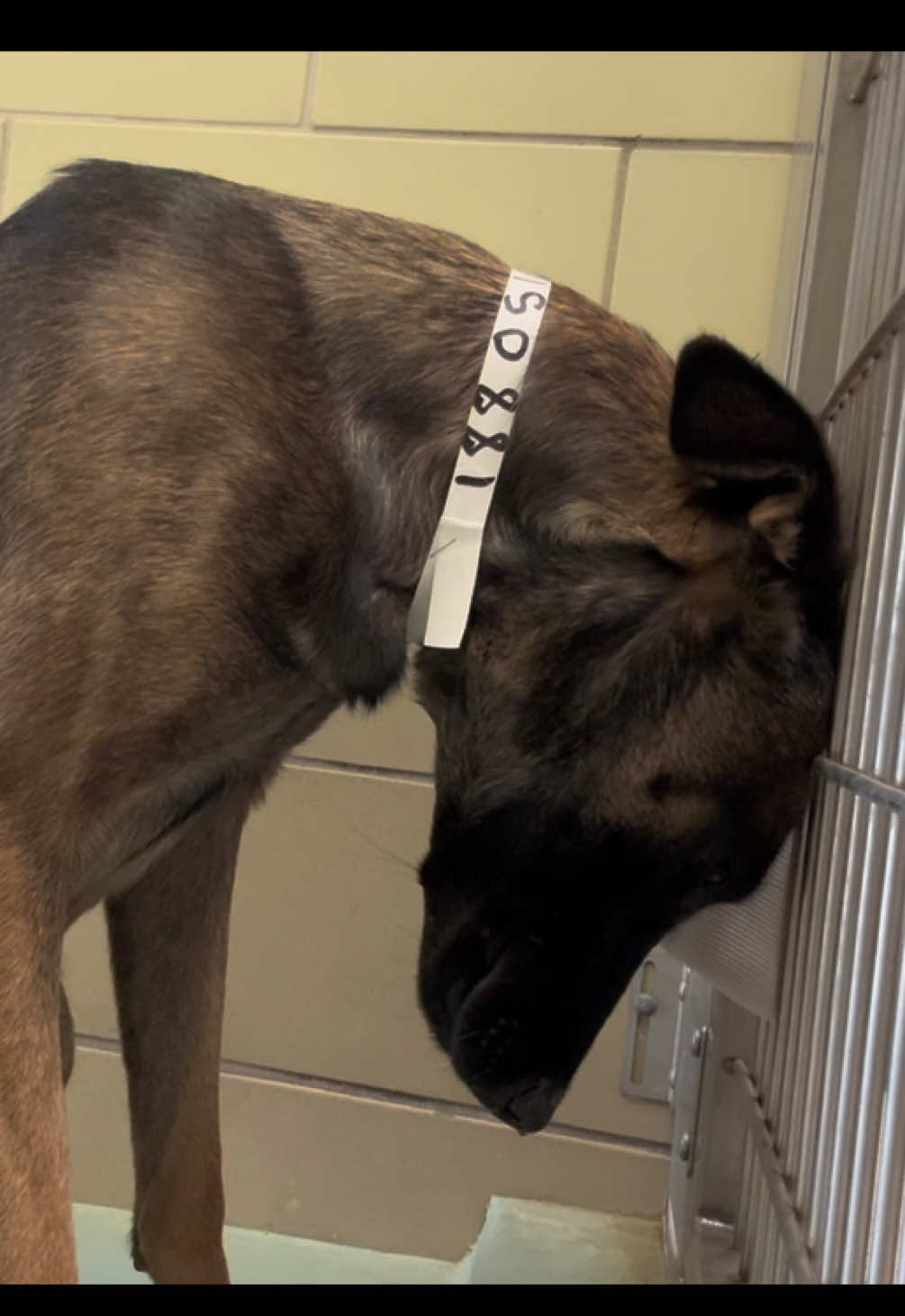 How do you explain this to people who still buy from breeders? Bell never ever asked for this life. 😔 Meet Bell! 🥺❤️‍🩹 Bell is a beautiful, 2 year old Malinios who came in as a stray. She’s underweight & nervous but so so desperately wants to be loved. Is her person out there? She needs the MOST loving and incredible home & family/person to call her own. We love you Bell 😔❤️‍🩹 BELL A1880510  Female  63 pounds  Ready to go home  📍 Riverside County (West) Animal Shelter  6851 Van Buren Boulevard, Jurupa Valley, CA 92509 📞 (951) 358-7387 🔗rcdas.org #fyp #foryou #foryoupage #dog #dogsofttiktok 