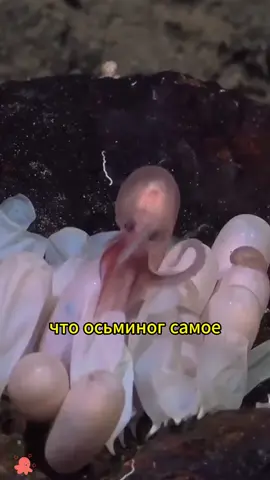 Octopus 🐙 #octopus #animals #clever 