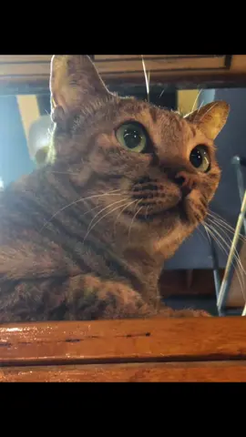 မင်းချစ်တဲ့ကြောင်ကလေးတွေလို#cat #livephoto #foryoupage #fry 