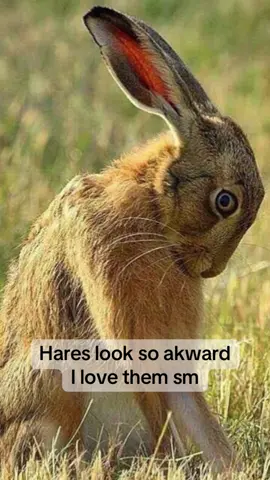 I’m a hare trust #Animals #Hare #Fyp #Rabbits #Bunnies