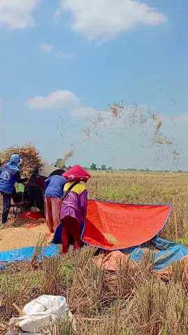 demi senokk tercinta kakang  solott ngegerabag 💪💪#panenpadi🌾 #mesinperontokpadi #petanimudaindonesia🇮🇩🇮🇩🇮🇩 #tiktokviral #vypシ 