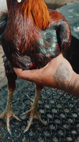 ☕️☕️☕️... #kandang#nisorbarongan #jatirejomojokerto #besituafram🐓🐓🐓 