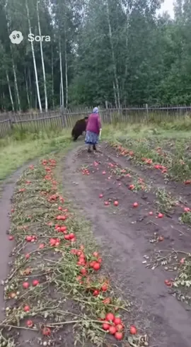 #ai #sora2 #tiktok #chatgpt #mov 