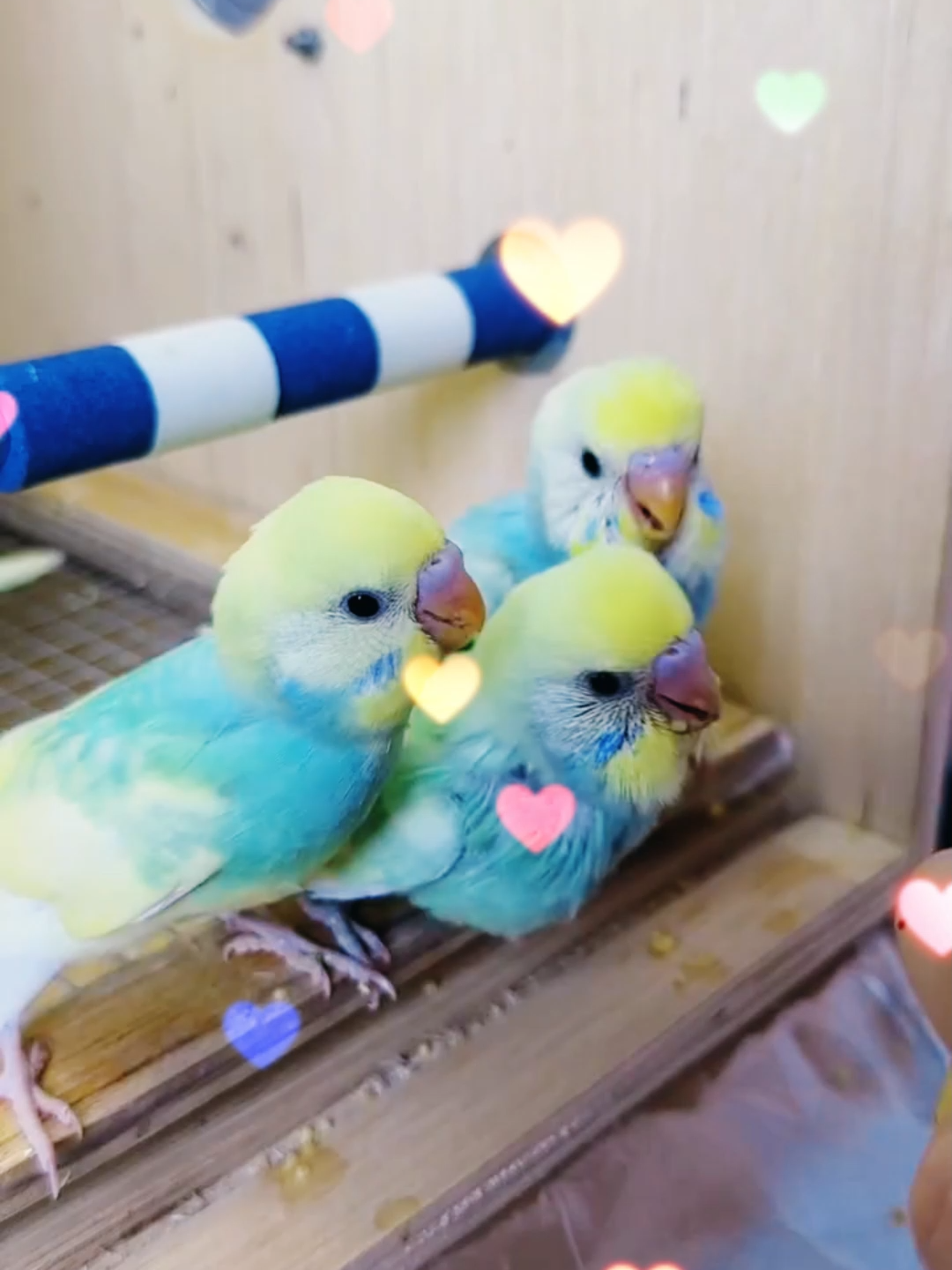 Spoon Feeding Baby Budgies 🐣 | Adorable Budgie Feeding Time 😍 #budgiefeeding   #babybirds   #parrotlover   #cutebirds   #birdsoftiktok