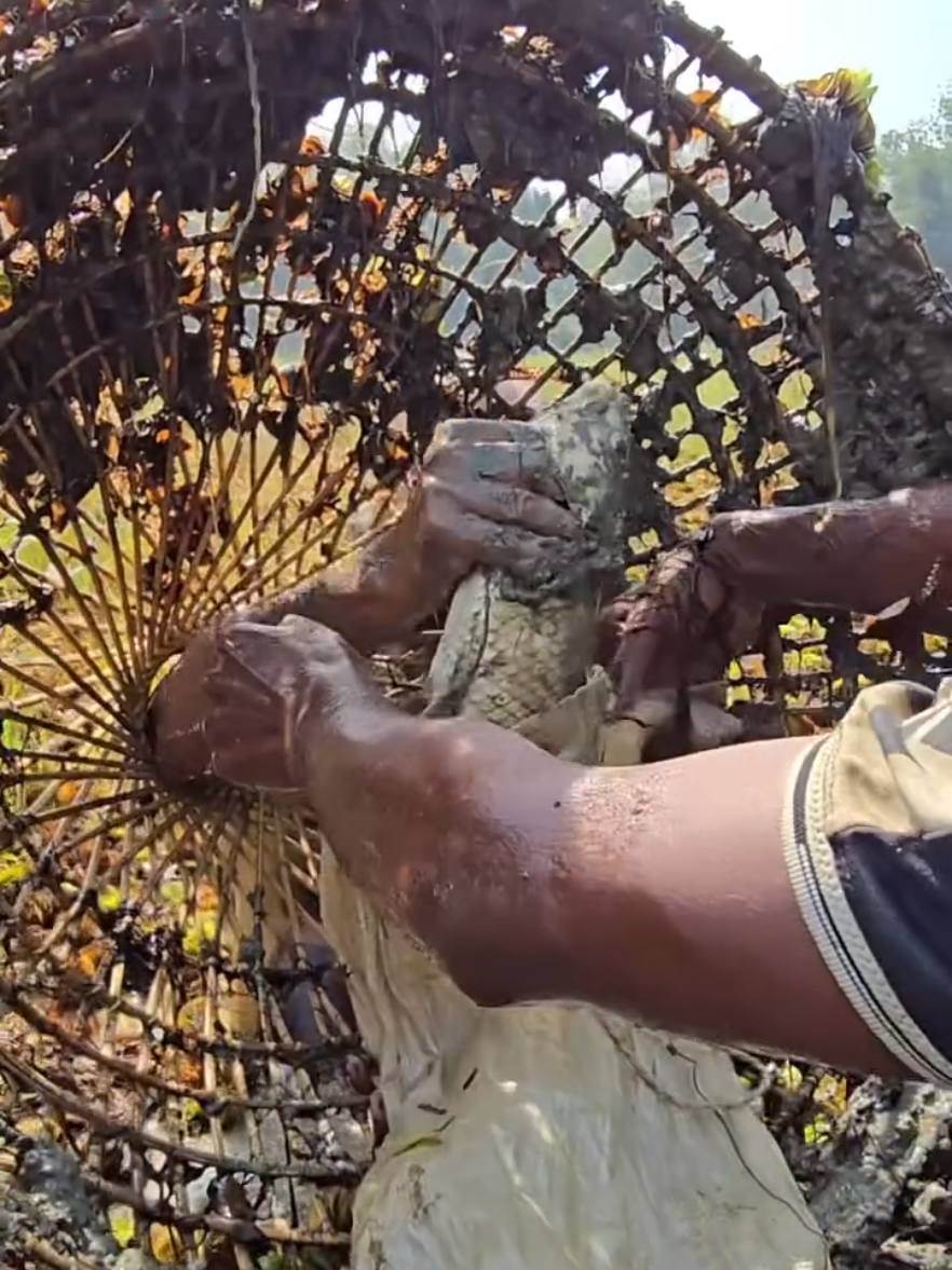 Amazing traditional hand fishing day 🐟#netfishing #handfishing #ruralfishing #fishing#catchingfish 