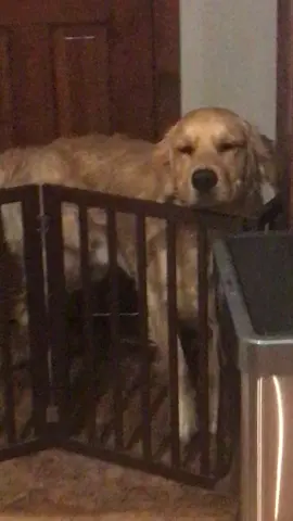 Poohbear was sleeping 😭 #goldenretriever #fyp #dogsoftiktok 