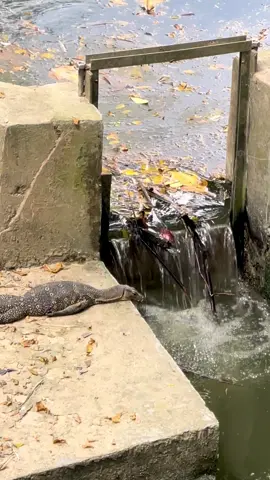 buaya tidak bercerita
