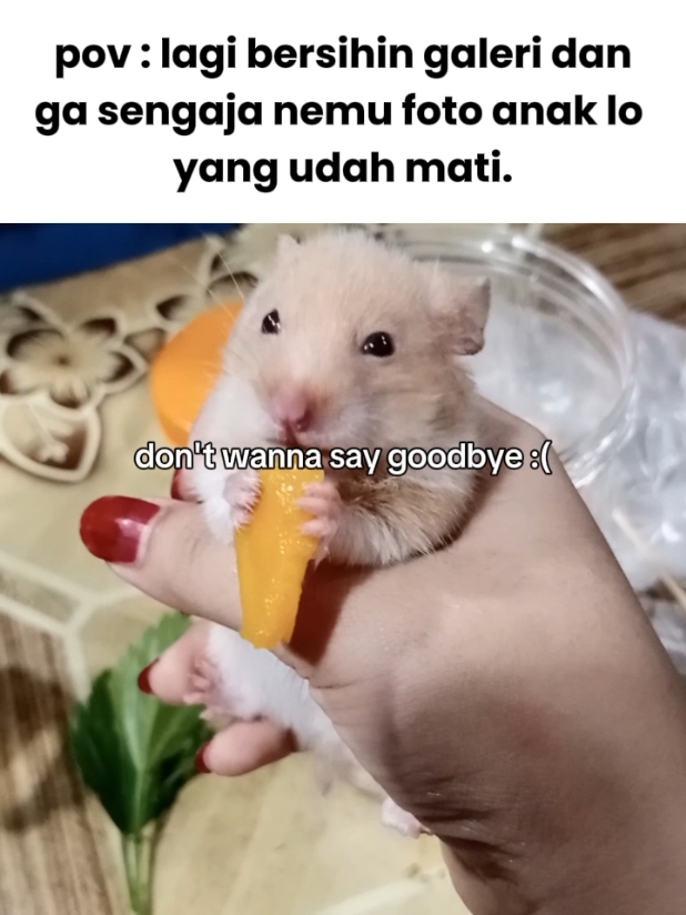 video tahun lalu,dan pertama kali punya hamster#CapCut #hamster_team🐹 #hamsters #hamstersoftiktok #fypage 