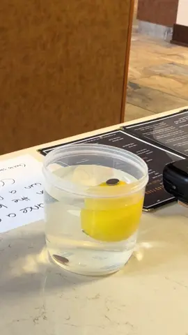Are my customers just extra talented?? Or is the whole thing fake? #lemon #lemonbalancechallenge #coinbalancechallenge #cafe #tipjar 