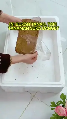 Tanam apa aja, di mana aja—asal ada cocopeat #panen5langkah #pelebatbuahinfarm #infarm #fyp #infarmid