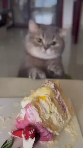 icip icip #cat #catlovers #catsoftiktok 