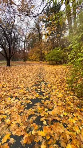 🍂 #fypageシ #fall #autum #fyp #fypシ゚viral 