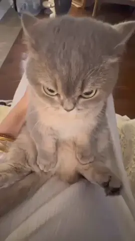 cat #cat #catmeme #cute #fypage #fyp 