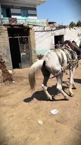 #tiktok #foryou #farrier #farriersoftiktok #farriersontiktok 