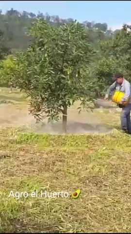 fertilizante orgánico ECOABONO en aguacate #agroelhuerto #aguacate #aguacatelover #agricultura