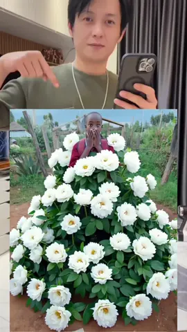 Ai flowers ll effect tutorial 😂😘👌Free Tutorial on Making AI Flowers ll Filter: You can create it for free with just a daily photo. How to make large-scale flower effects and large flower filter effects#capcutforus #capcut #capcutpioneer #aifilter #aiflowersll