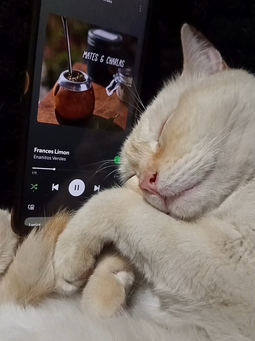 Black 38 | Enanitos Verdes - Frances Limon  #enanitosverdes #franceslimon #gato #foryou #foryoupage  @Enanitos Verdes Oficial 