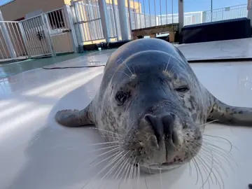The clip video is not from me it's from tokkari center at Japan 🇯🇵#tokkaricenter #fyp#silly #seal.  tootokkaricenter_official. Today is Neruo-kun and Yuutakun 630 It's been a while since I posted a photo main Because Nowadays a caretaker I'm addicted to taking pictures with wide angle lens (0.5 picture angle) Because of why... Because you can take soooo cute pictures Like a dachshund To have a long face It's a cute point When you all come to seal land The different ways to photograph seals Please take a picture