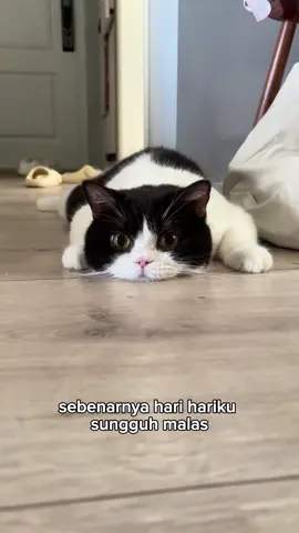 Malas malas malas... #kucing #cat #catlover #cats #kucingtiktok 