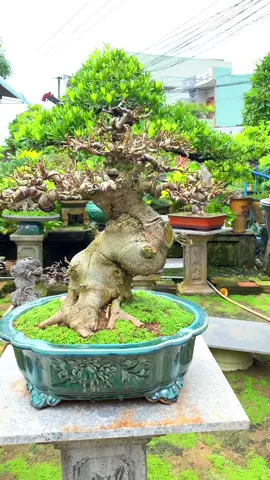 Có cây sung bán 500k mãi ko thấy ai mua #TikTokAwardsVN #bonsai #câycảnh #fyp #sung 