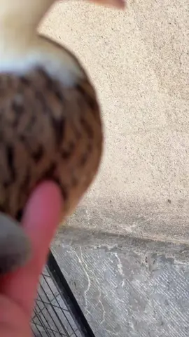 Singing Duck Is Back! 😂 #duck #funnyvideo #animalsoftiktok